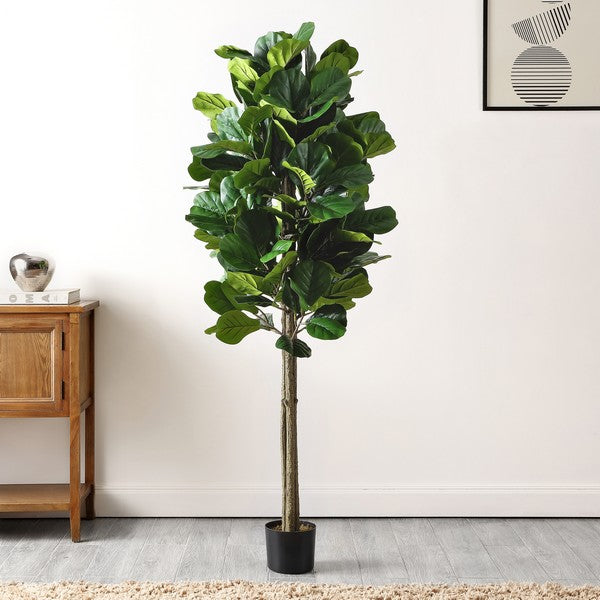 FALSO FIDDDLE FOGLIA FIG 72 "POTTED VERO