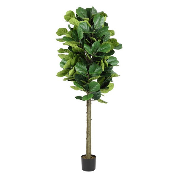 FALSO FIDDDLE FOGLIA FIG 72 "POTTED VERO